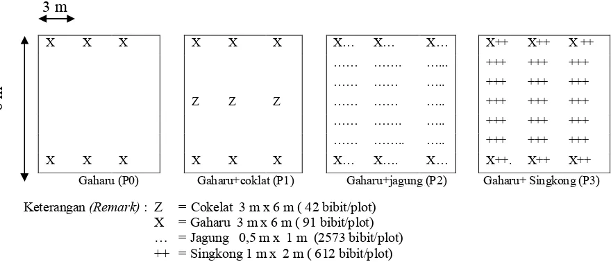 Gambar (Figure) 1. Sistem tumpangsari gaharu dengan cokelat, jagung, singkong(Eaglewood intercropping system  with cacao, corn and cassava) 