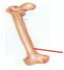 Gambar 2.1 Tulang-tulang pada tubuh manusia. 