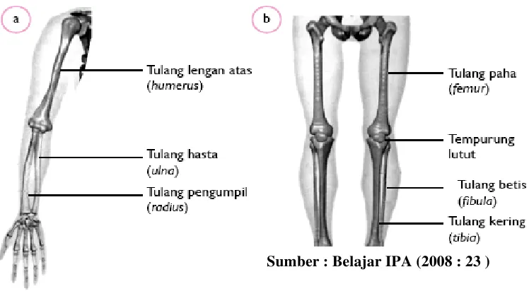 Gambar 2.7 a) Tulang penyususun anggota gerak bagian atas                           b) Tulang penyususun anggota gerak bagian bawah 