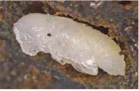 Gambar 3. Larva Hypothenemus hampei Ferr.Sumber : www. nbair. res. In  