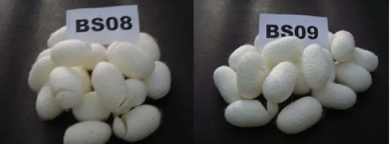 Gambar (Figure) 1. Kulit kokon BS08 dan BS09 (Cocoon shell BS 08 and BS 09) 