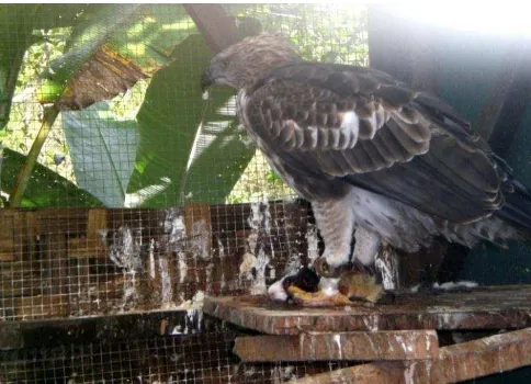 Gambar (Figurebrontok () 5.  Burung elang S. cirrhatus) fase terang sedang makan marmot (Marmota spp.) (Changeable hawk-eagle was eating hamster) 