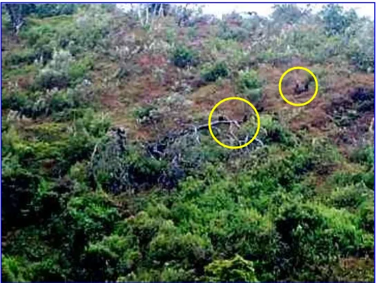 Gambar (Figure) 2.  Kelompok rek-rekan (Presbytis frederica) di lembah Bukit Bayangan (Group of Pres-bytis frederica) in Bukit Bayangan valley) 