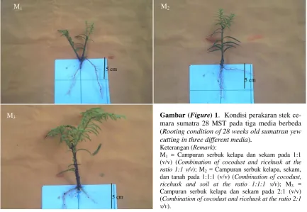 Tabel (Table) 1. Pengaruh penggunaan tiga media tanam yang berbeda terhadap perkembangan stek cemara sumatra 28 MST (Effect of application of three different media on the development of 28 weeks old sumatran yew cutting) 
