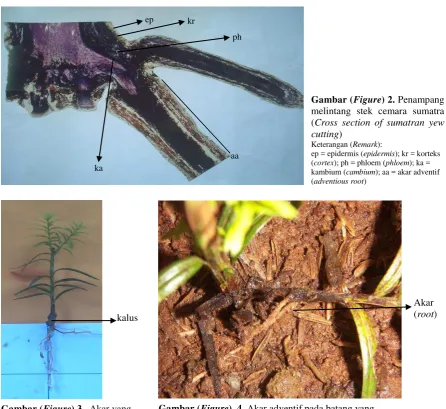 Gambar (Figure)  4. Akar adventif pada batang yang tumbuh secara spontan (Adventious root on stem cutting that grows spontaneously) 