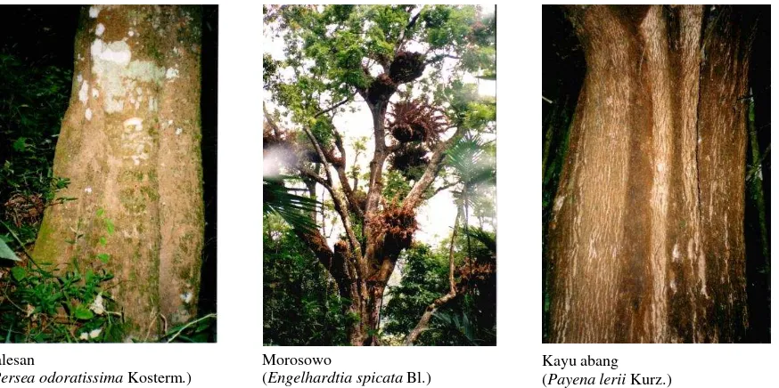 Gambar (Figure) 2. Beberapa jenis pohon berkhasiat obat yang memiliki nilai INP relatif tinggi di CA Gu-nung Sigogor, Kabupaten Ponorogo, Jawa Timur (Some medicinal tree species with high Important Index Value recorded in Mt