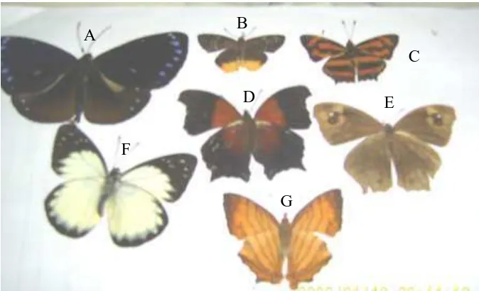 Gambar (Figure) 1. Famili Pieridae (Family of Pieridae): A. Gandaca harina, B. Delias belisama 
