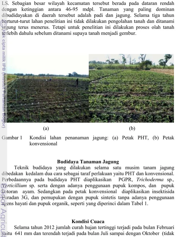 Gambar 1   Kondisi  lahan penanaman jagung: (a) Petak PHT, (b) Petak  konvensional 