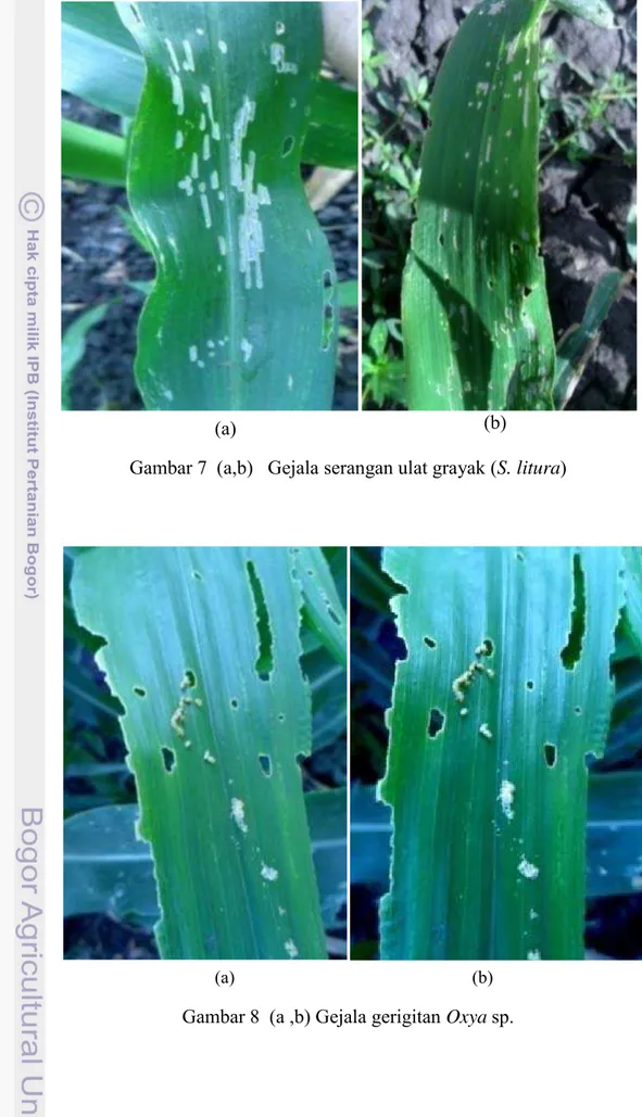 Gambar 8  (a ,b) Gejala gerigitan Oxya sp. 