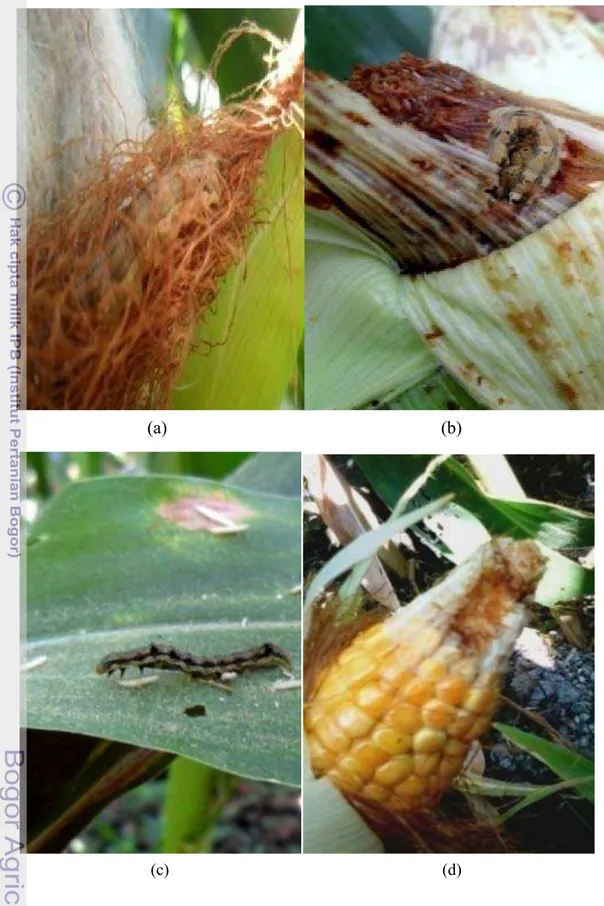 Gambar 10     Larva  dan  gejala  H.armigera: (a) Larva H.armigera yang  menyerang pada  rambut tongkol, (b) Larva H.armigera saat  menggerek tongkol dan meninggalkan kotoran, (c) Larva  H.armigera , (d) Bekas gerekan H.armigera pada tongkol jagung 