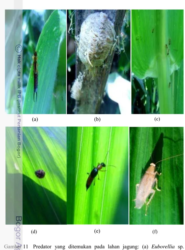 Gambar 11  Predator yang ditemukan pada lahan jagung: (a) Euborellia sp.  (Cocopet), (b) Belalang sembah (Mantidae) yang ditemukan baru  menetas, (c) semut  (Formicidae), (d) M.sexmaculatus (e) Paederus  sp