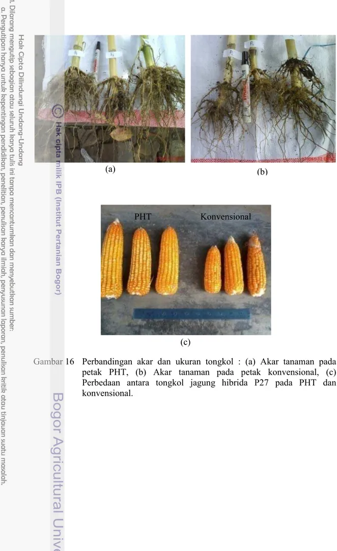 Gambar 16  Perbandingan akar dan ukuran tongkol : (a) Akar tanaman pada  petak PHT, (b) Akar tanaman pada petak konvensional, (c)  Perbedaan antara tongkol jagung hibrida P27 pada PHT dan  konvensional