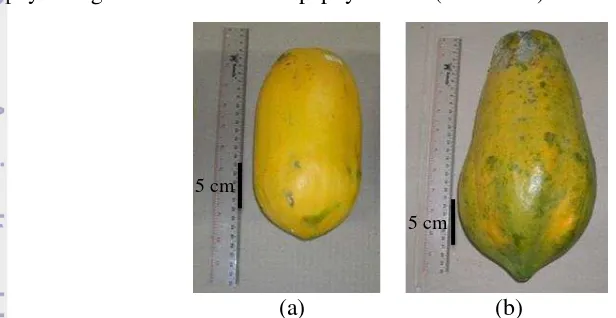 Gambar 1  Perbandingan ukuran buah pepaya; tipe IPB 9 (a) dan tipe Bangkok (b) 