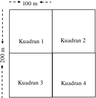 Gambar ( Figure) 1. Skema Petak Ukur Per-manen (PUP) seluas empat hektar di plot STREK,  Labanan Kalimanatn Timur (Permanent sample plot four ha wide at STREK plots, Labanan East Kalimantan) 