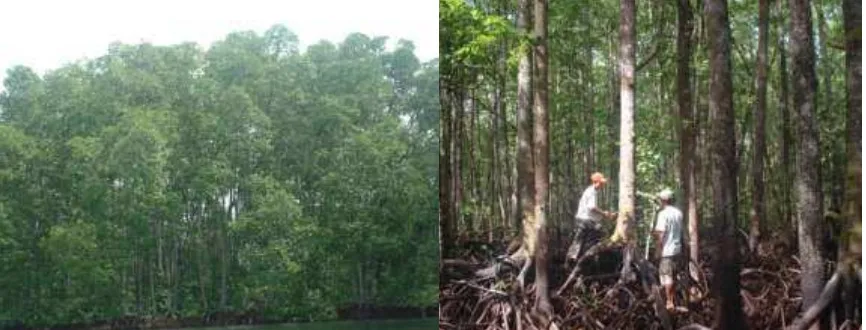 Gambar (Fig.) 2. Keadaan vegetasi mangrove di Sungai Subelen Pulau Siberut, Sumatera Barat (Mangrove vegetation in Subelen River Siberut Island, West Sumatra)  