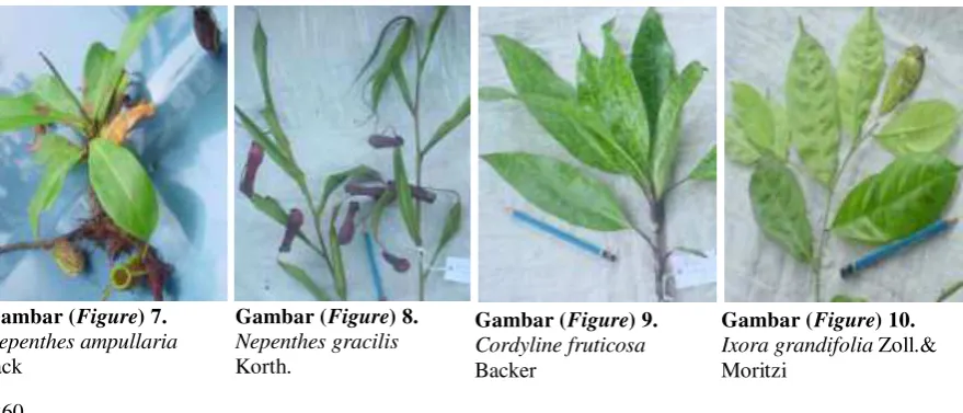Gambar ( Figure) 7.  