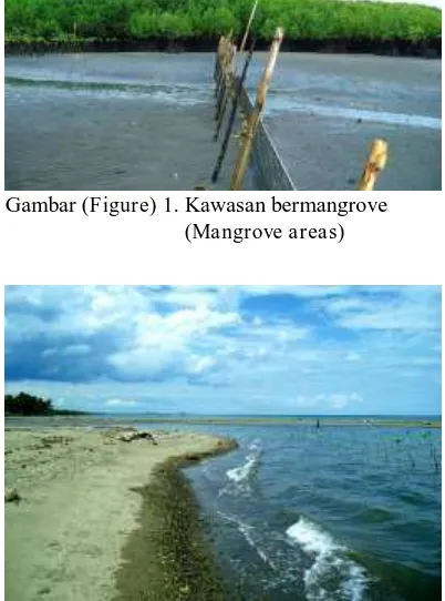 Gambar (Figure) 1. Kawasan bermangrove    (Mangrove areas) 
