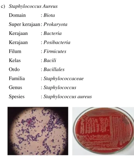 Gambar 2.3 : Staphylococcus Aureus (sumber : Sherris Medical  Microbiology, 2014) 