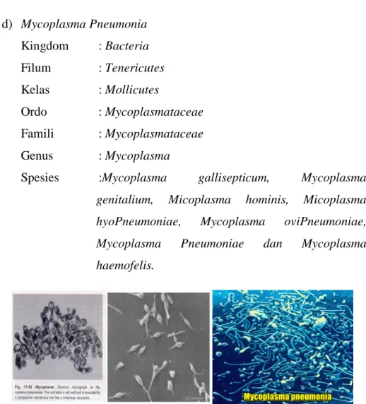 Gambar 2.4 : Mycoplasma Pneumonia (sumber : Sherris Medical  Microbiology, 2014) 