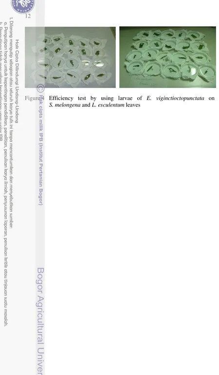 Figure 4 Efficiency test by using larvae of E. viginctioctopunctata on               