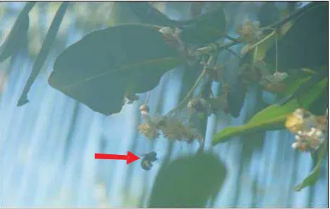 Figure 6. Nyamplung flower pollen