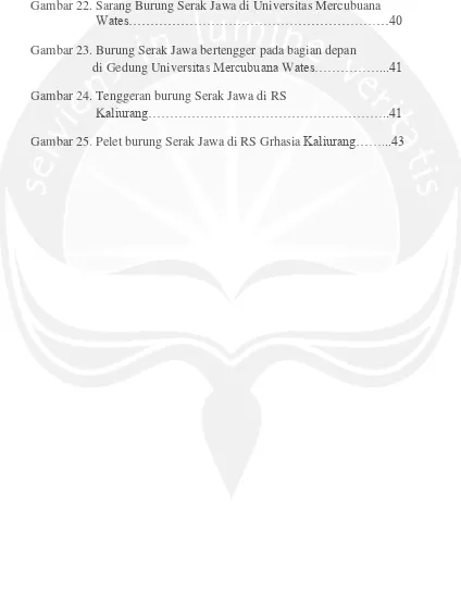 Gambar 22. SarGambar 22. Sarang Burung Serak Jawa di Universitas Mercubuana rang Burung Seranraka  Jawa di Universitas Mercuubub ana …… …… 