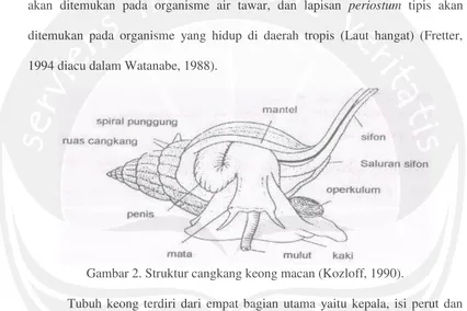 Gambar 2. Struktur cangkang keong macan (Kozloff, 1990). 