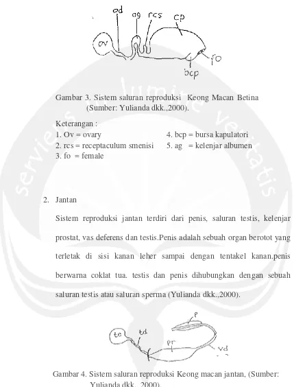 Gambar 4. Sistem saluran reproduksi Keong macan jantan, (Sumber: Yulianda dkk., 2000)