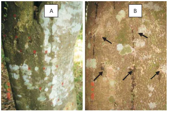 Figure 1. Inoculation pattern on the stem of agarwood trees