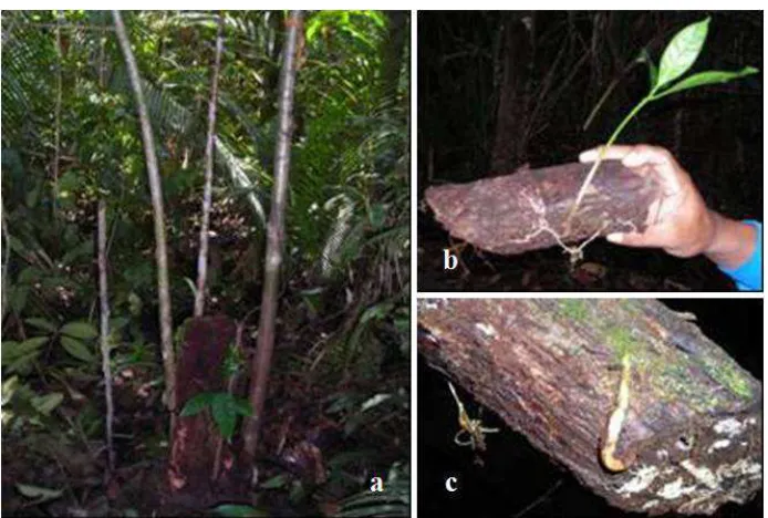 Figure 6. Sprouted coppices in gemor tree : (a) Long Daliq, (b) and (c) Tuanan
