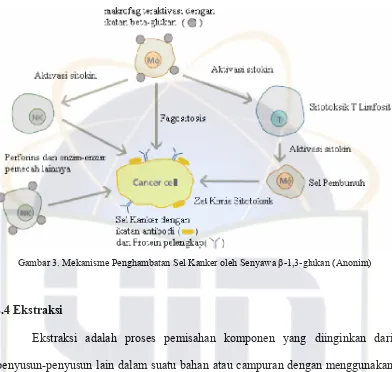 Gambar 3. Mekanisme Penghambatan Sel Kanker oleh Senyawa β-1,3-glukan (Anonim) 