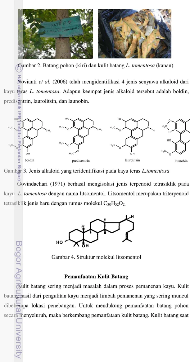 Gambar 3. Jenis alkaloid yang teridentifikasi pada kayu teras L.tomentosa  