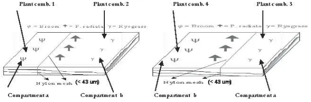 Figure 1. Plant combinations in trays (pots)