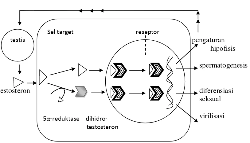 Gambar 2. Mekanisme aksi dari Testosteron Undekanoat 