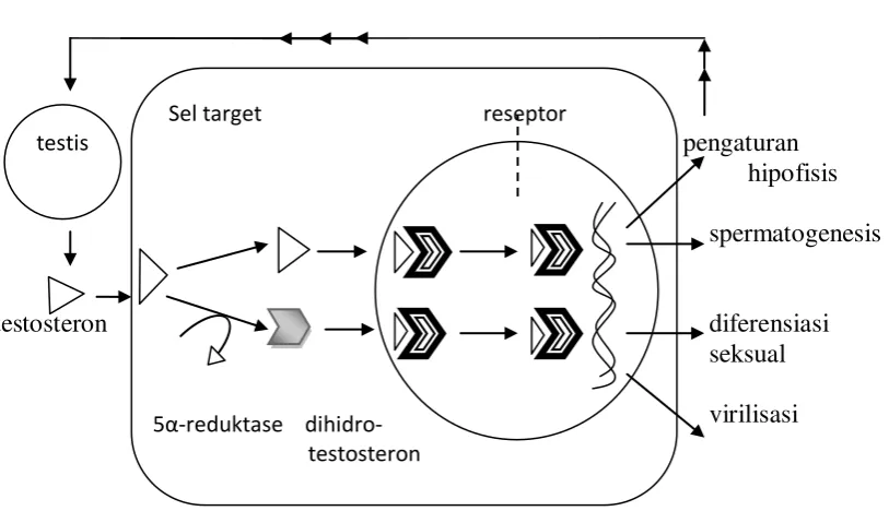 Gambar 2. Mekanisme aksi dari Testosteron Undekanoat 