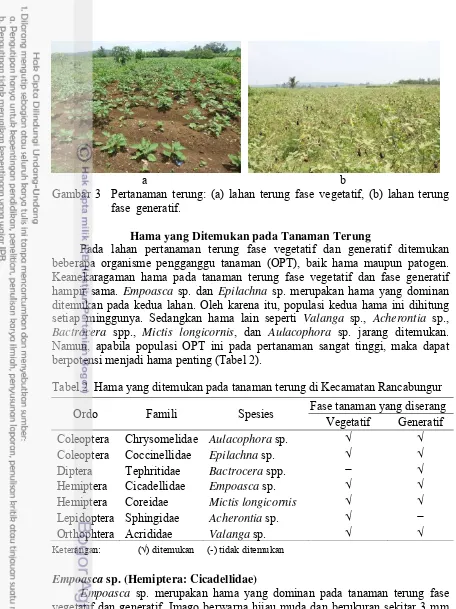 Tabel 2  Hama yang ditemukan pada tanaman terung di Kecamatan Rancabungur 