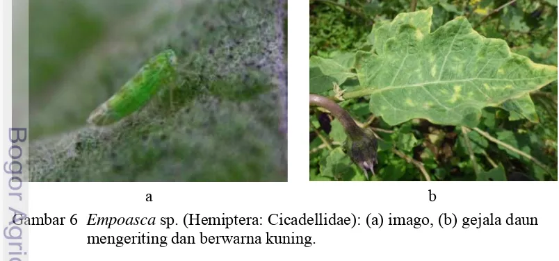 Gambar 6  Empoasca sp. (Hemiptera: Cicadellidae): (a) imago, (b) gejala daun 
