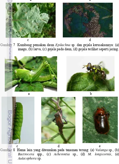 Gambar 7  Kumbang pemakan daun Epilachna sp. dan gejala kerusakannya: (a) 
