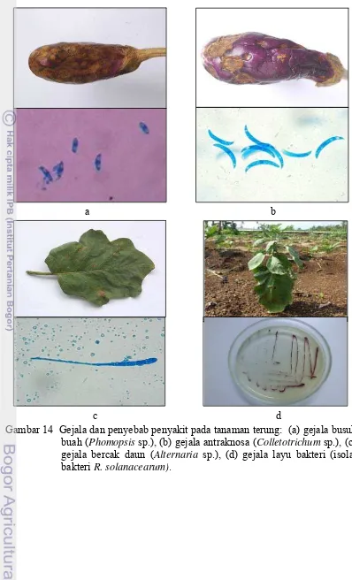 Gambar 14  Gejala dan penyebab penyakit pada tanaman terung:  (a) gejala busuk 