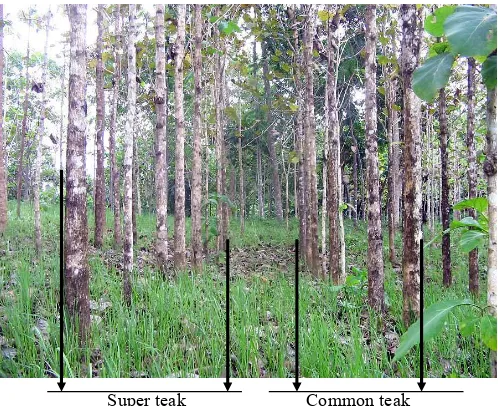 Figure 1. Super and common teak in the experimental site