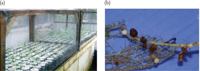 Figure 3. Screening of potent rhizobia for growth promotion of Acacia crassicarpa seedling