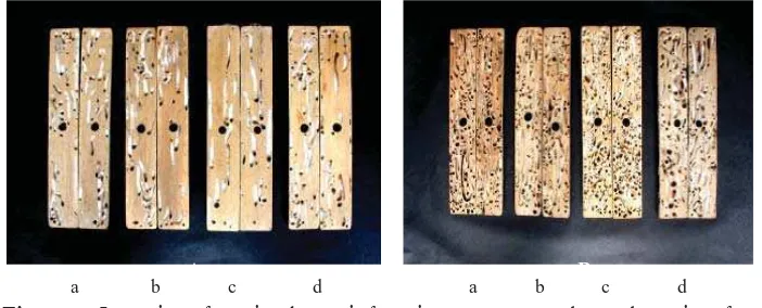 Figure 1. Intensity of marine borer infestation on untreated wood species after three months (A) and six months (B) exposure in the sea