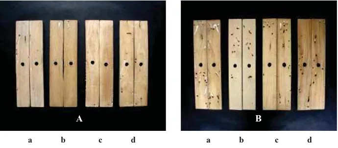 Figure 2. Intensity of marine borer infestation on wood plastic compounds after three months (A) and six months (B) exposure in the sea