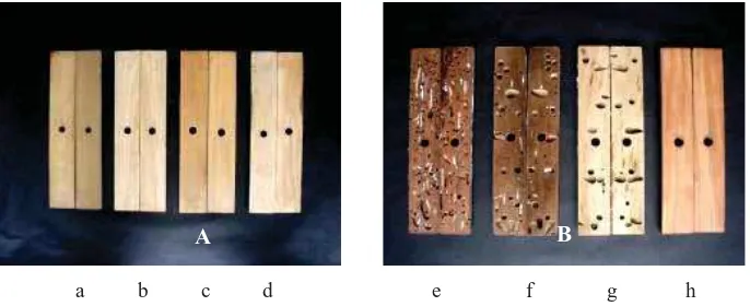 Figure 3. Intensity of marine borer infestation on CCB-treated wood (A) and untreated wood (B) after twelve months exposure in the sea