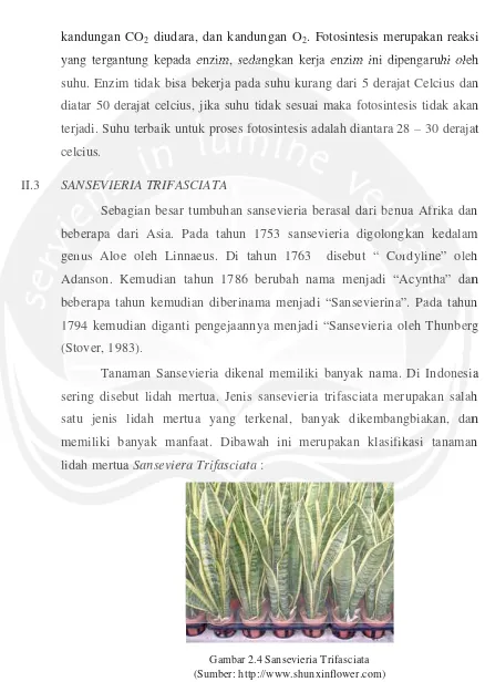 Gambar 2.4 Sansevieria Trifasciata (Sumber: http://www.shunxinflower.com) 