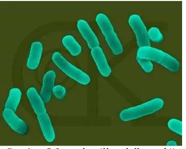 Gambar 5 Lactobacillus delbrueckii 