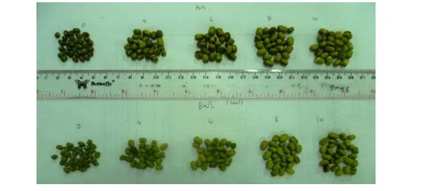 Gambar 3  Hasil perendaman kacang hijau impor (atas) dan kacang 