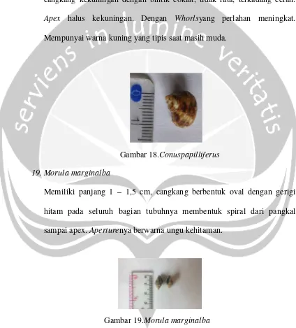 Gambar 18.Conuspapilliferus