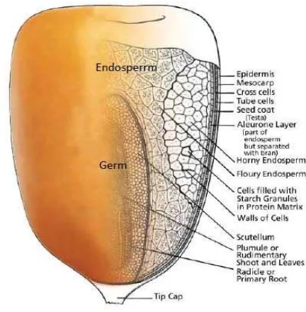 Gambar 2. Anatomi biji jagung (WSI 1997) 