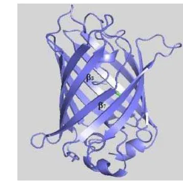 Gambar 7. Struktur tiga dimensi GFPuv (Tansila et al. 2007) 